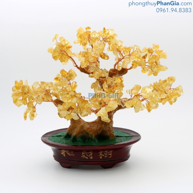 Tác Dụng Phong Thủy Cây Tài Lộc Tại Vinh