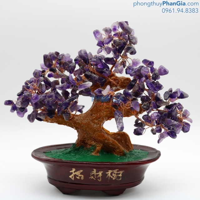 cây tài lộc màu tím