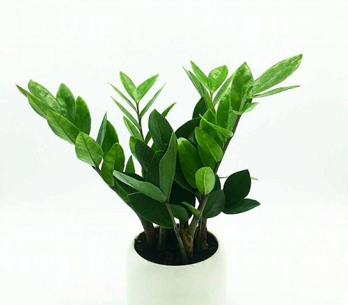 12 Con Giáp Nên Trồng Cây Gì Để Phát Tài Vượng Lộc , Liền Tự Động Nhảy Vào Túi ?