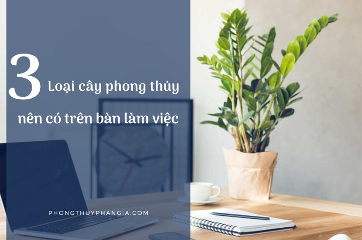 3 loại cây phong thủy nên có trên bàn làm việc