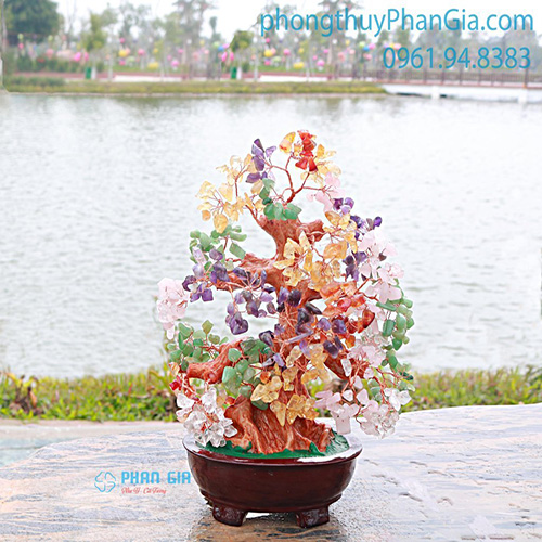  Cây Tài Lộc Ngũ Sắc
